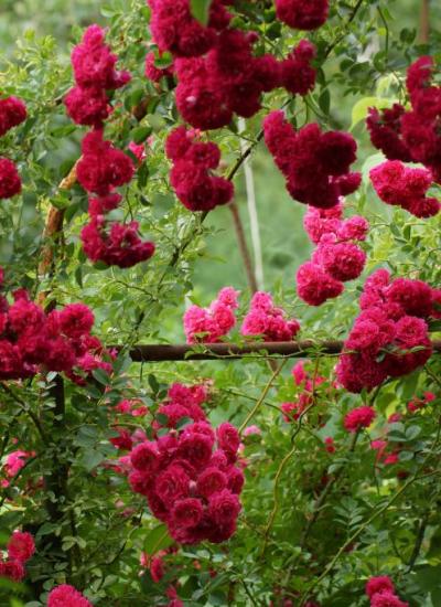 Роза плетистая розовая, неукрывная Excelsa (Red Dorothy Perkins)